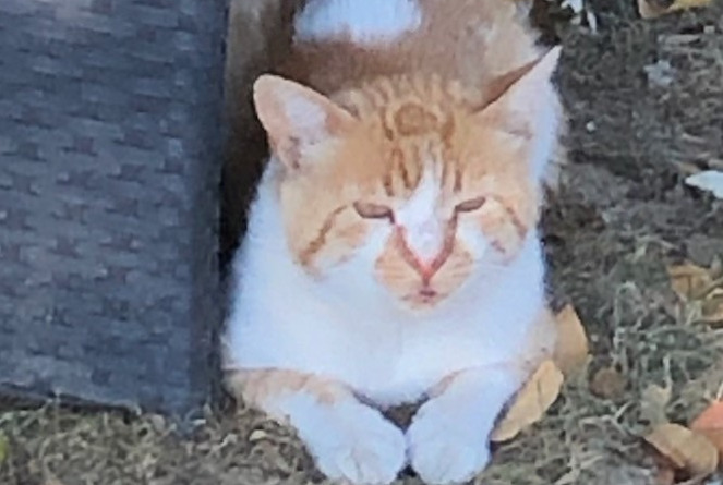 Disappearance alert Cat Male , 3 years Saint-Priest France