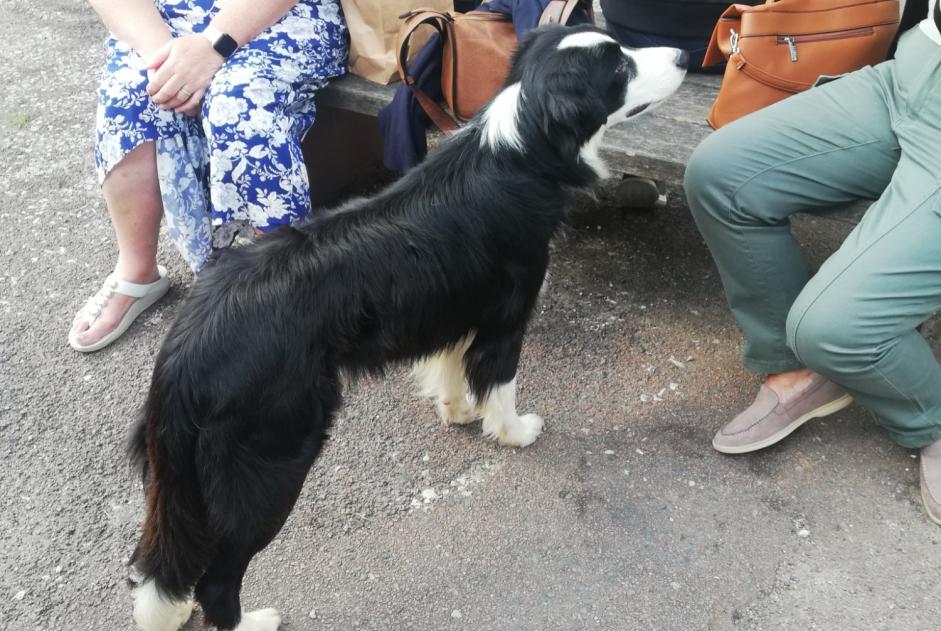 Discovery alert Dog  Male Pays-de-Belvès France