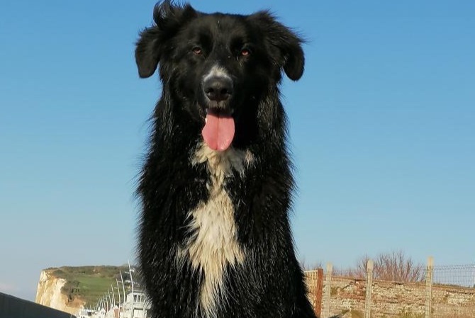 Disappearance alert Dog miscegenation Male , 6 years Le Claux France