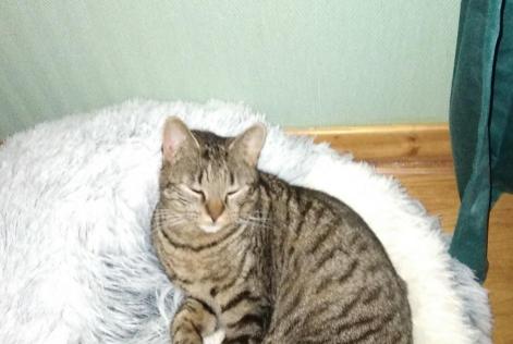 Alerte Disparition Chat  Mâle , 2 ans Saint-Pourçain-sur-Besbre France