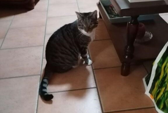 Alerte Disparition Chat croisement Femelle , 5 ans Sargé-lès-le-Mans France