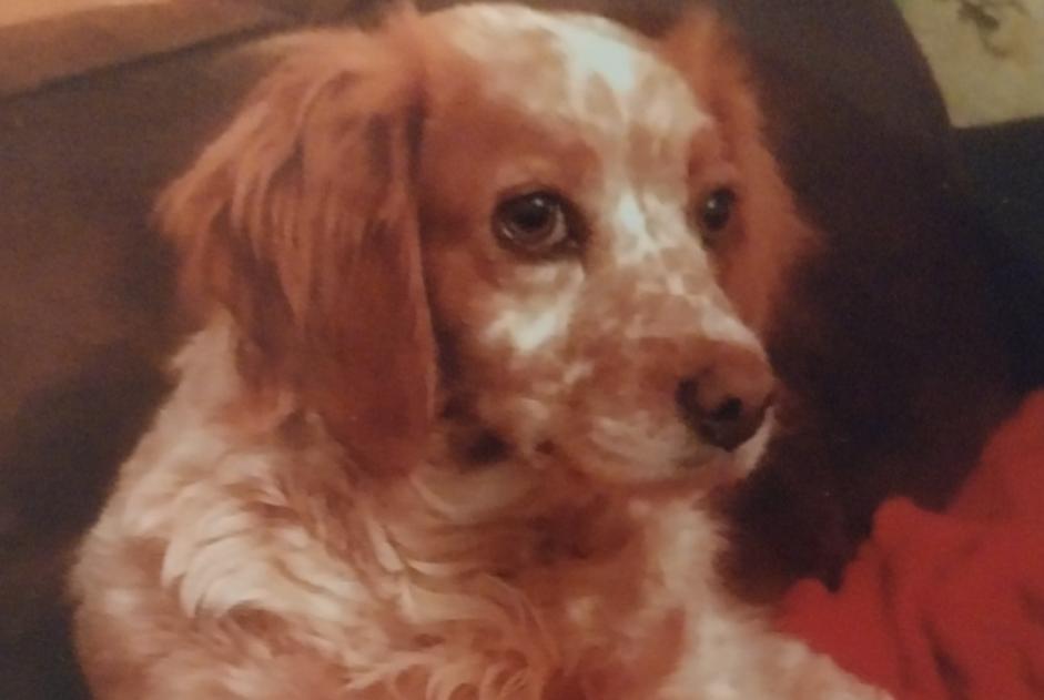 Alerte Disparition Chien  Femelle , 11 ans Montdragon France