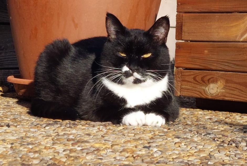 Avviso scomparsa Gatto  Maschio , 10 anni Aydat Francia