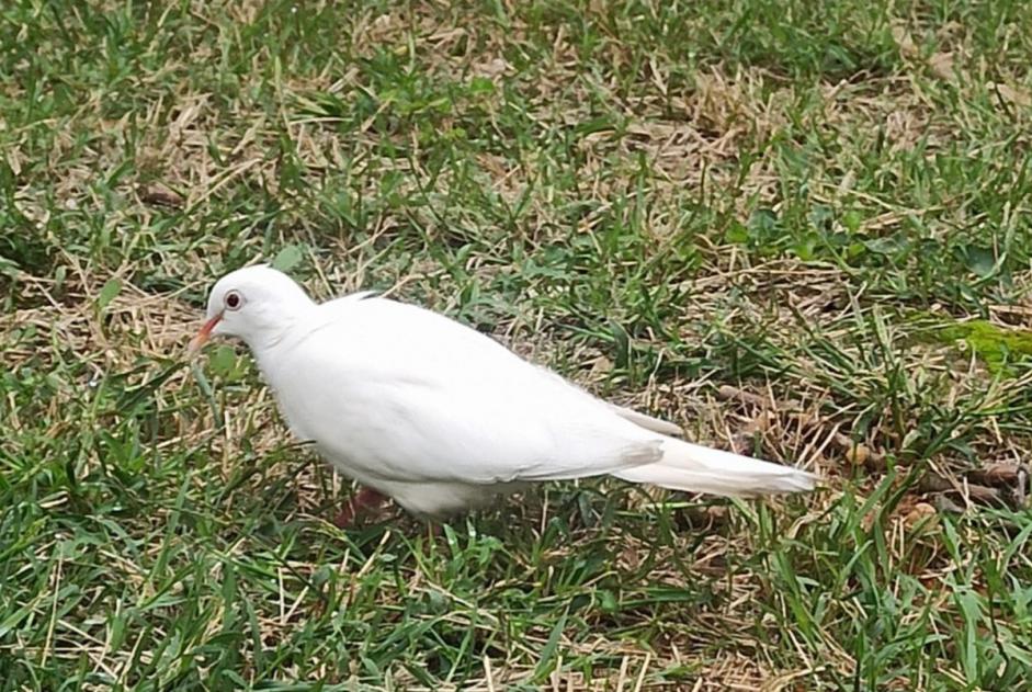 Avviso Ritrovamento Uccello Non conosciuta Lyon Francia